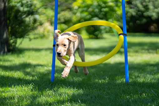 concentrated young labrador dog jumping through agility hoop outdoors in garden on sunny summer day