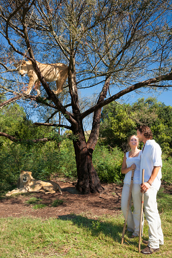 Attractive young  couple standing near two lions (Panthera leo) on a walking safari in the bush, Botlierskop Game Lodge, Mosselbay, South Africa