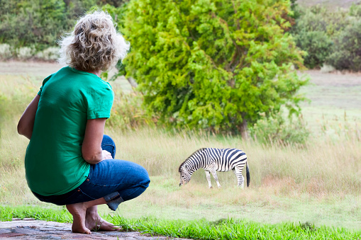 Model released woman squatting barefoot on guesthouse patio while watching a Plains/Burchell's zebra grazing in a pasture, Remhoogte Winery Estate, property released, Stellenbosch, Winelands, Western Cape, South Africa