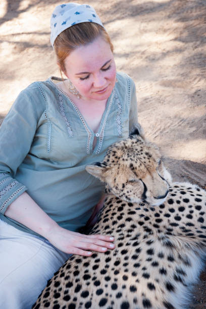 Cheetah loves to be touched