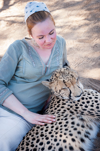 Female tourist pets a resting cheetah, Ceres, Karoo district, South Africa