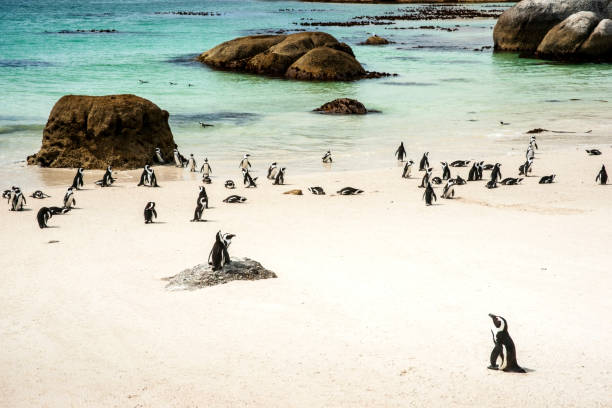 istock Penguins in warm climate, Boulder Beach, South Africa 1266092941