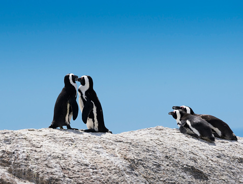Two African penguin (Spheniscus demersus) at Boulders Beach near Simons Town, Cape Town, South Africa