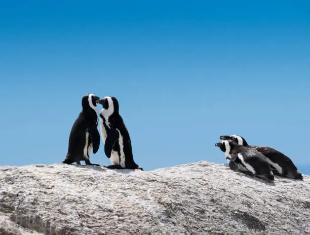 Photo of Kissing Penguins