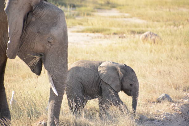 istock Mom and Baby Elephant 1266092996