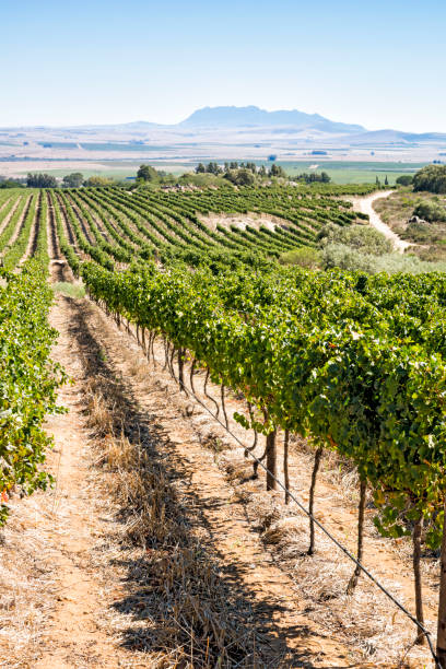 istock Vineyards in South Africa 1266093009