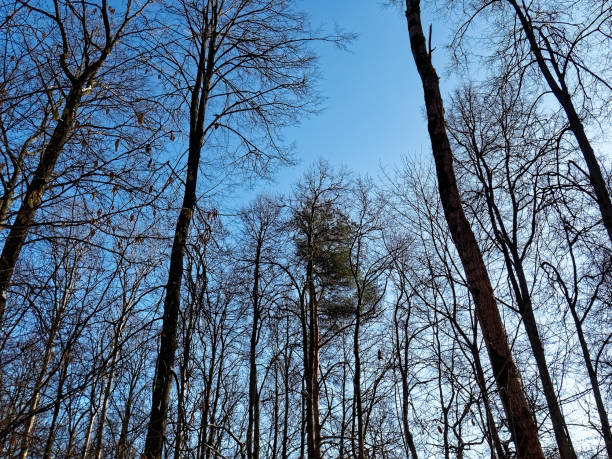 istock trees in the forest in winter on a Sunny day 1266093203