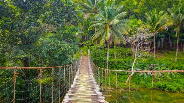 istock The Dog and the Bridge 1266093269