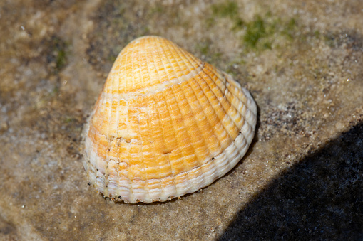 Shell isolated on white background with clipping path.