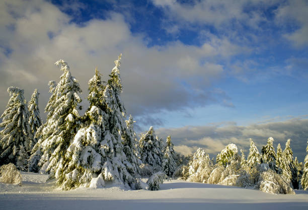 Fir trees under the snow on the Vosges cretes in winter