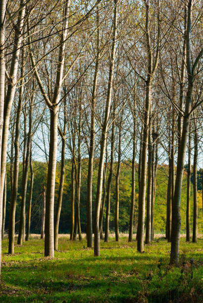 istock Poplar plantation at autumn 1266096577