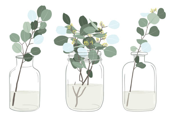 Glass Vase Eucalyptus Branch  Collections A vector illustration of Eucalyptus Branch In Glass Vase Set . Perfect for invitation, web design, scrapbooking, papers, card making, stationery, card and many more. mason jar stock illustrations
