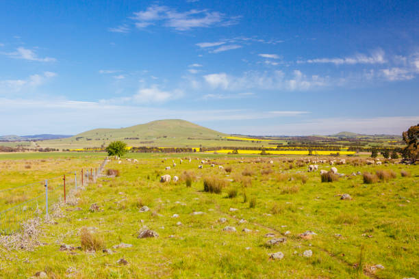 istock Fields of Canola in Australia 1266096884