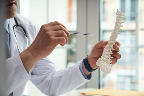 arzt hält ein modell einer menschlichen wirbelsäule - osteoporose stock-fotos und bilder