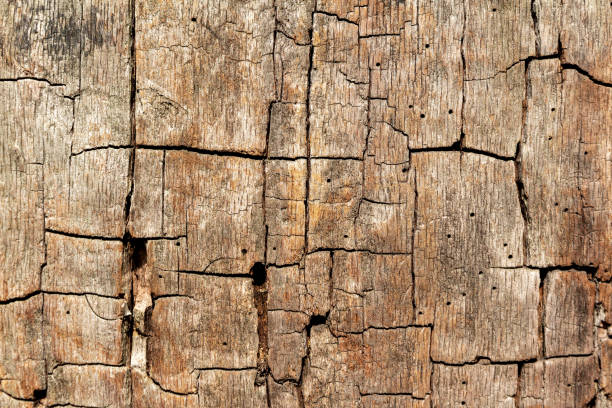 istock Dead wood texture with cracks and holes 1266099039