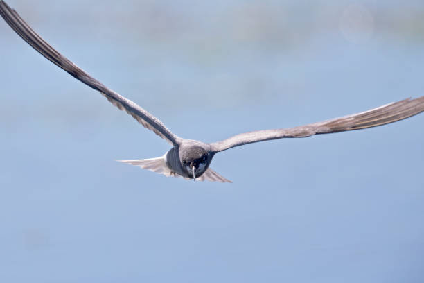 istock Black tern (Chlidonias niger) foraging in the sky above a lake in Germany. 1266100368