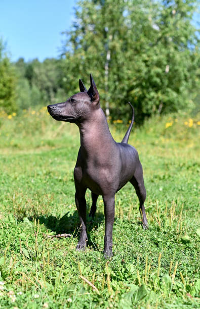 istock Xoloitzcuintle (Mexican Hairless Dog) standing on summer nature background 1266101113