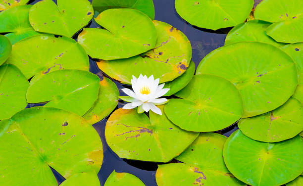 istock White Flower on a Lily Pad 1266104405