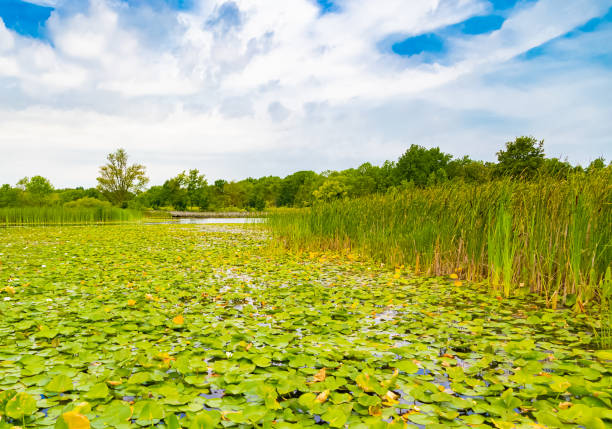 istock Pond Full of Lily Pads 1266104461