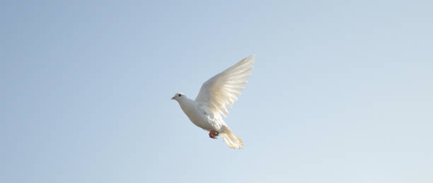istock The beautiful bird pigeon in the environment 1266104526