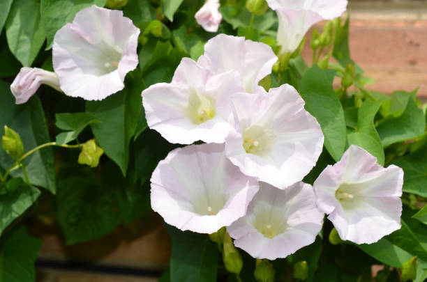 White pink Morning Glory Flowers White pink Morning Glory Flowers convolvulus photos stock pictures, royalty-free photos & images