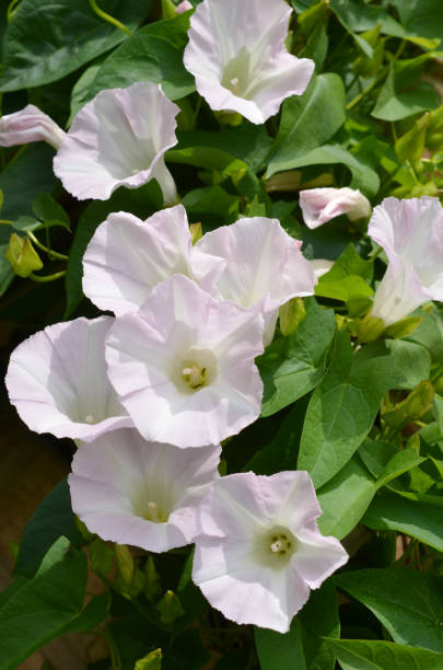 istock White pink morning Glory in the garden 1266105280