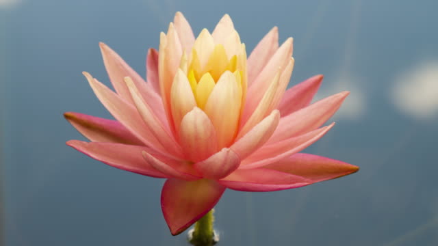 Time lapse of pink and yellow lotus water lily flower opening with sky reflection
