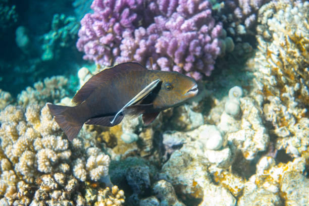 Cleaner fish (bluestreak cleaner wrasse)  and black parrotfish in Red Sea, Egypt. Close-up, side view. Amazing cleaning symbiosis in nature. Colorful coral reef in the ocean. Cleaner fish (bluestreak cleaner wrasse)  and black parrotfish in Red Sea, Egypt. Close-up, side view. Amazing cleaning symbiosis in nature. Colorful coral reef in the ocean. Rare underwater shot. labroides dimidiatus stock pictures, royalty-free photos & images