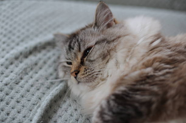 istock A beautiful furry ragdoll cat stretching out and relaxing on a coach 1266107930