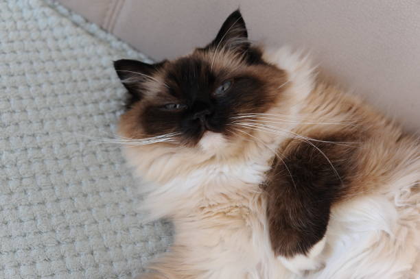 istock A beautiful furry ragdoll cat stretching out and relaxing on a coach 1266107936