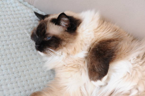 istock A beautiful furry ragdoll cat stretching out and relaxing on a coach 1266107946