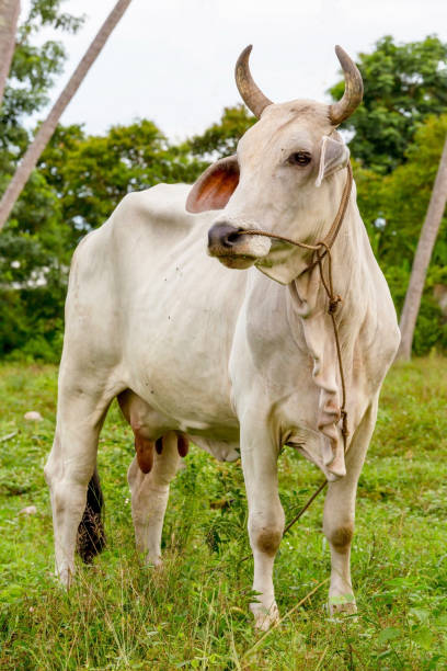 istock Cow live in garden 1266110147