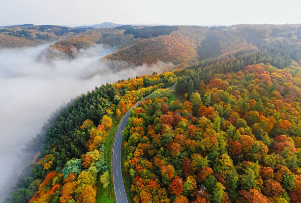 vista aérea de la carretera del bosque de otoño en la niebla de la mañana. valle de mosele, alemania. - autumn landscape hill tree fotografías e imágenes de stock