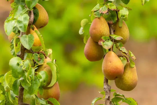 Ripe pears on an espalier in the garden