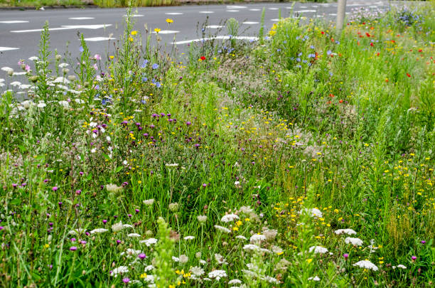 herbe haute et fleurs sauvages - bord de route photos et images de collection