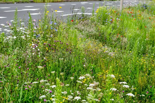 Tall grass and wildflowers in various colors grow plentyful by the side of a main traffic road  in summer in the town of Zwolle, The Netherlands