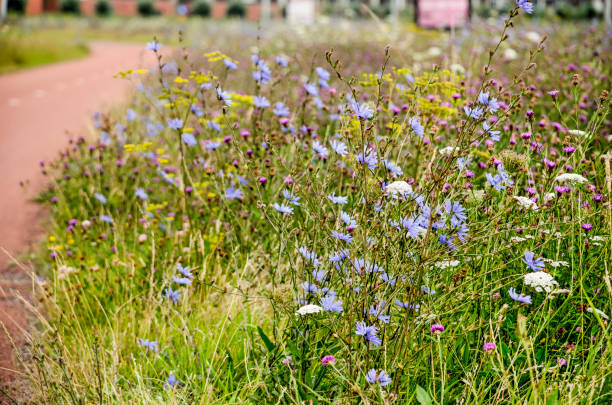 istock Bicycle path with chicory and other wildflowers 1266112858
