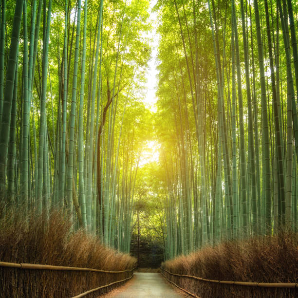 istock Pathway through the bamboo grove in Arashiyama, Kyoto, Japan 1266112909