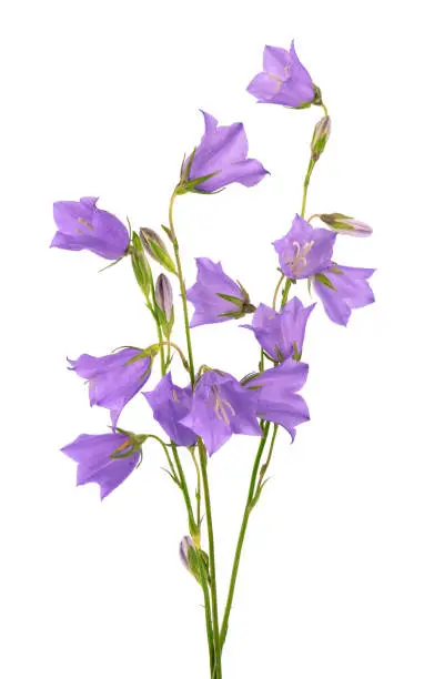 Purple bell flower isolated on white background. Beautiful blooming bouquet