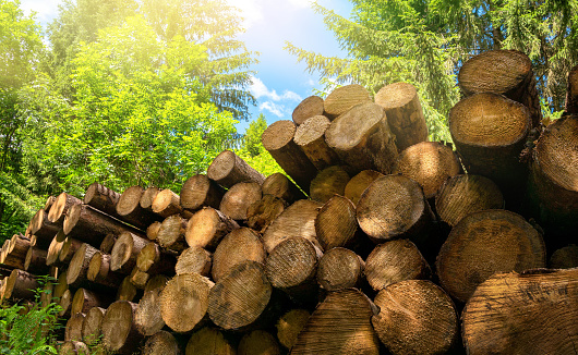 Pile of cut tree trunks in a sunny forest
