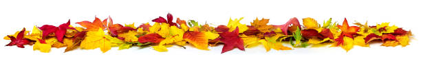 Colorful autumn leaves on white, banner