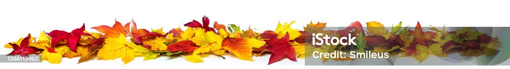 Colorful autumn leaves on white, banner Colorful autumn leaves on the ground as a border, extra wide panorama format with vibrant colors, isolated on white Autumn Leaf Color Stock Photo