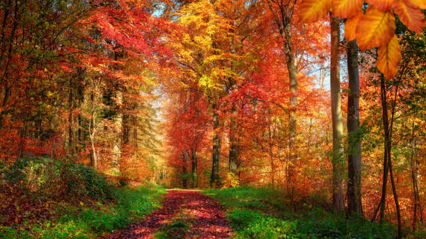 istock Enchanting colorful forest scenery in autumn 1266114051