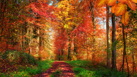 Forest scenery in autumn with enchanting colors and a pathway covered with red leaves and framed by green grass and herbs