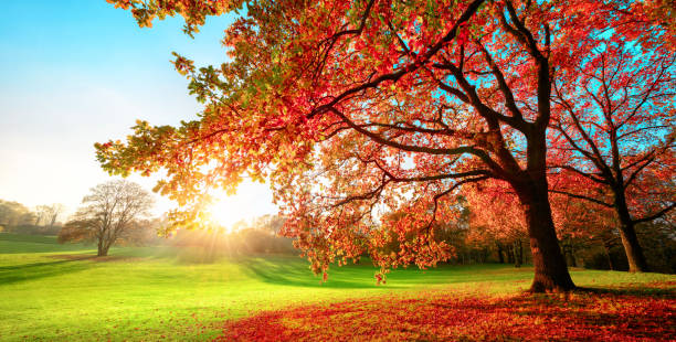 istock Sunny park in glorious autumn colors 1266114101