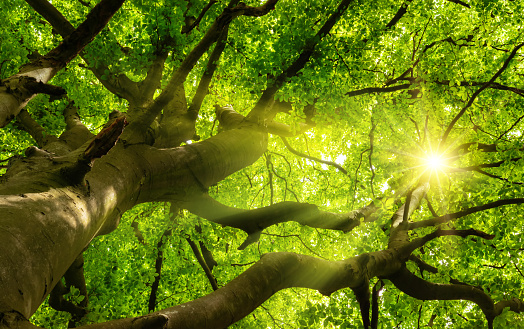 Green beautiful canopy of a big beech tree with the sun shining through the branches and lush foliage