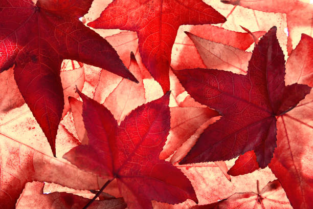 istock Red autumn leaves with light shining through 1266114255