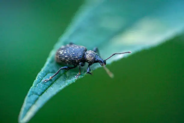 Close-up of furrowed weevil (Otiorhynchus sulcatus)