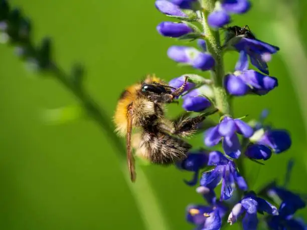 Close-up of a field bumblebee