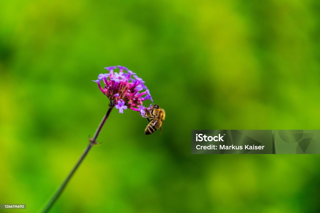 Western honeybee Close-up of Western honey bee (Apis mellifera) on a single flower Animal Stock Photo